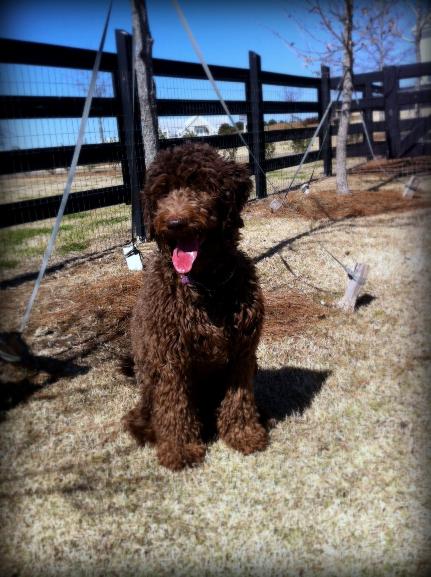 Dixie goldendoodles hot sale